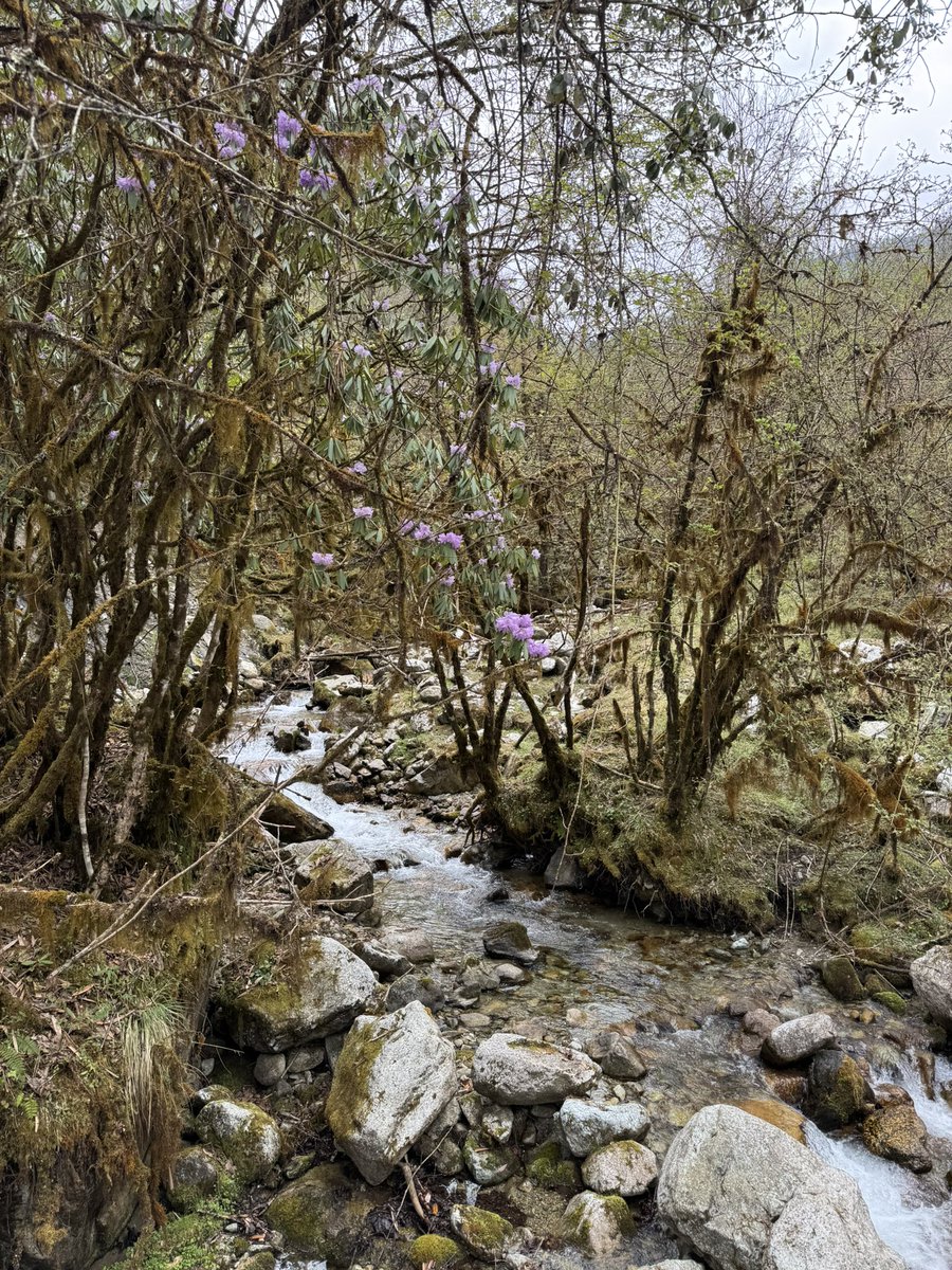 pandas_fr's tweet photo. 🐼 🌳 Magnifique site forestier de #Labahe intégré au parc national du #panda géant.
📸 20 avril 2025 / Jérôme POUILLE
Retrouvez toutes mes infos et photos ici :
https://t.co/zNJTjaVtkt
Si vous souhaitez participez modestement à la vue du site 🙏 ⤵️⤵️
https://t.co/I3vapn41bT https://t.co/LjWyyOUQhq