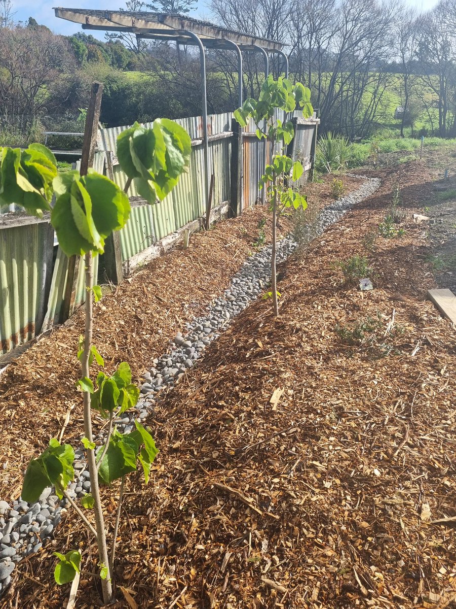 NZAllison's tweet photo. Isaiah from Landscape Supplies has just delivered more mulch so I can finish off the wee swale, which was basically destroyed when the bowling club used it as access. However, I have a new fence, so now I can garden to my heart's content.
#FencedIn https://t.co/hSKt1w064s