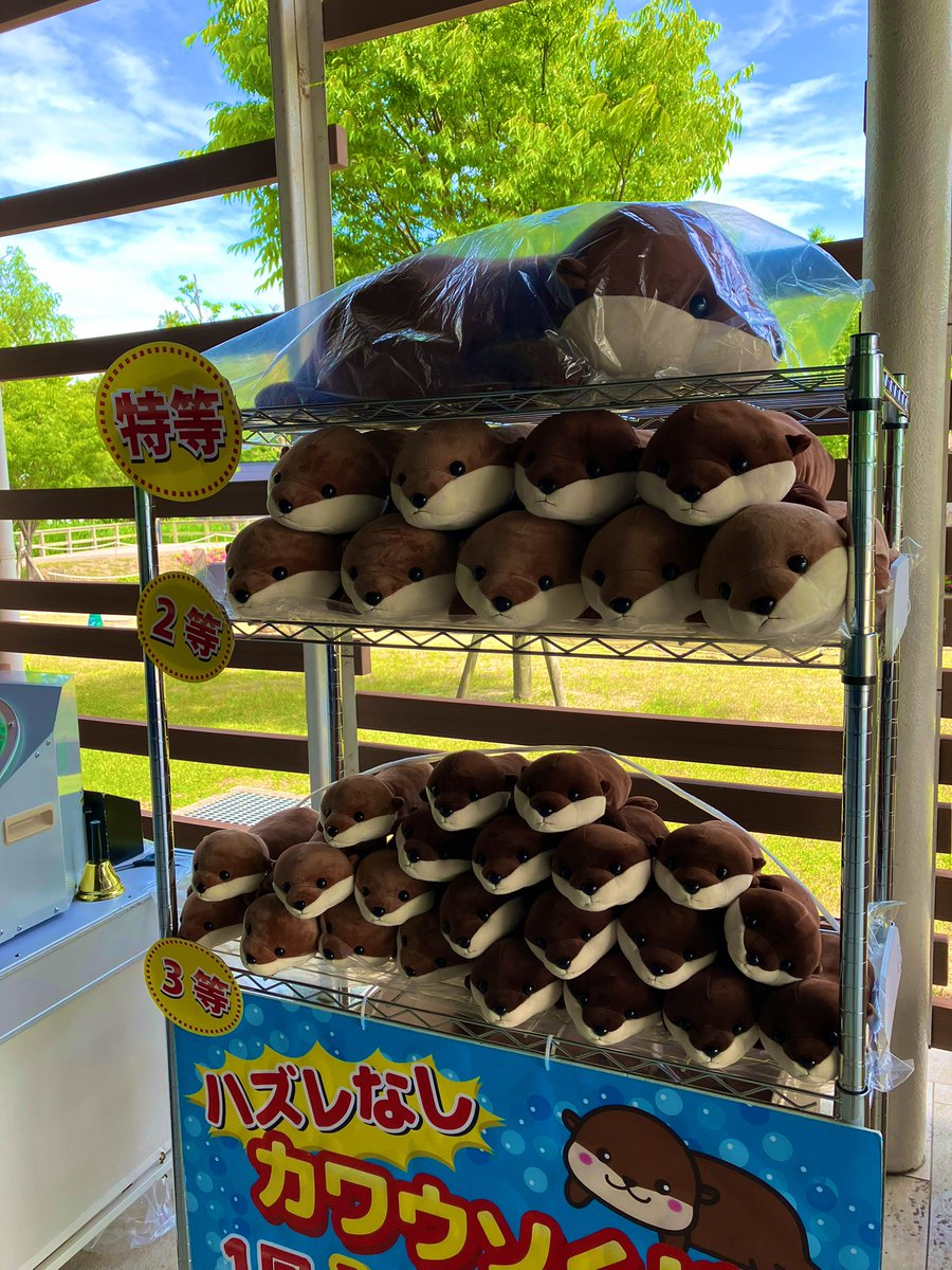 marinepiaheart's tweet image. 🌟カワウソくじのお知らせ🌟
水族館エントランスにて、
カワウソのぬいぐるみくじを実施します❤️
【スケジュール】
4/26、4/27、4/29
5/6、5/10、5/11、5/17、5/18
⚠️12:30〜15:00実施します⚠️
悪天候や予想以上の混雑、売り切れの場合は中止となる場合がございます。
ご了承下さい🙇