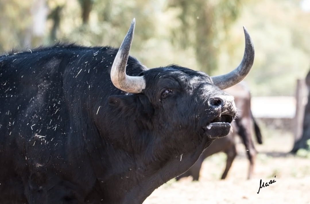 La búsqueda de la bravura, aumentándola con un trapío adecuado, es el gran objetivo de cualquier ganadero.