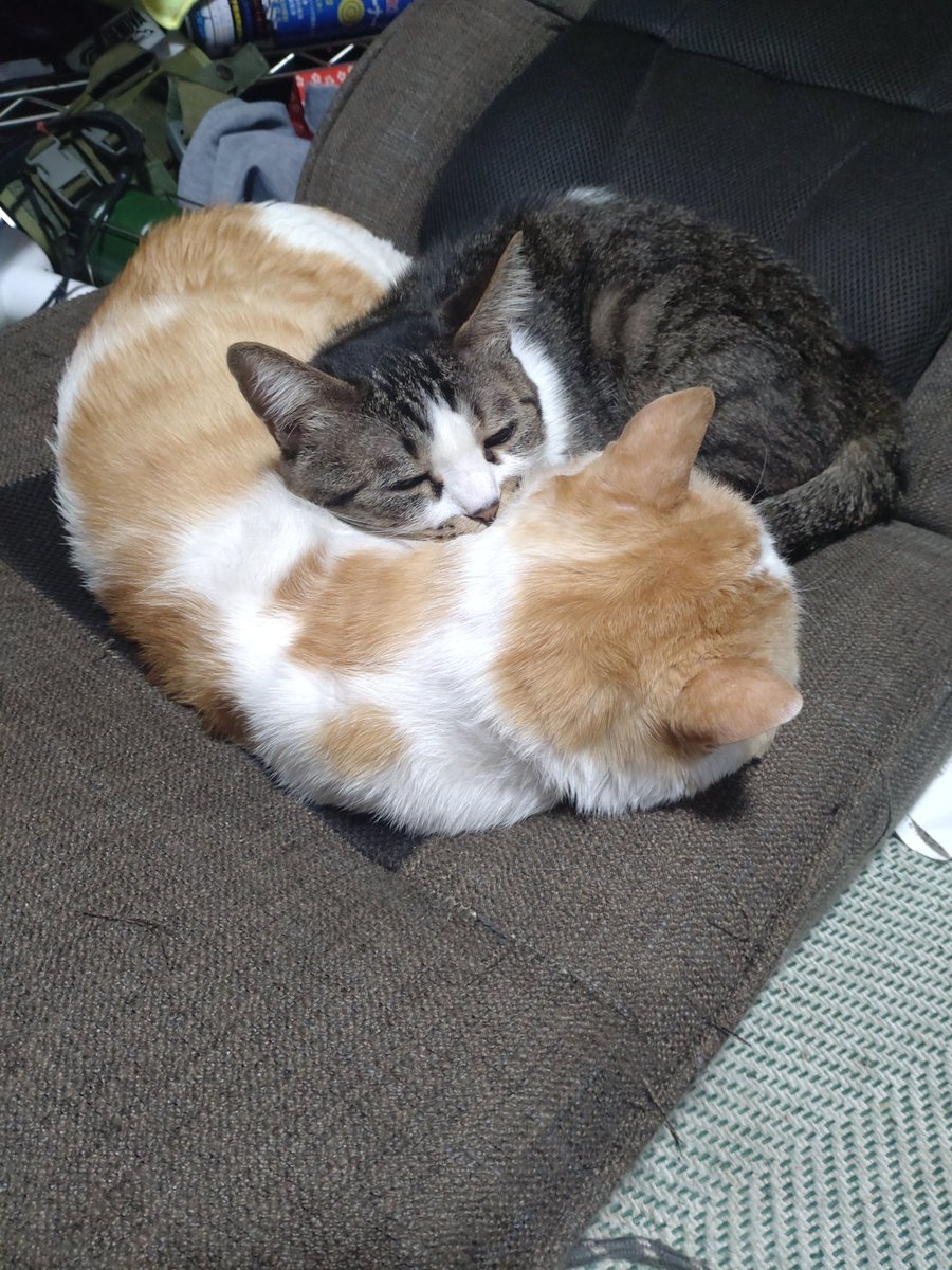 ちえ😺にゃんこと一緒😻 (@chie_angel_hear) on Twitter photo 