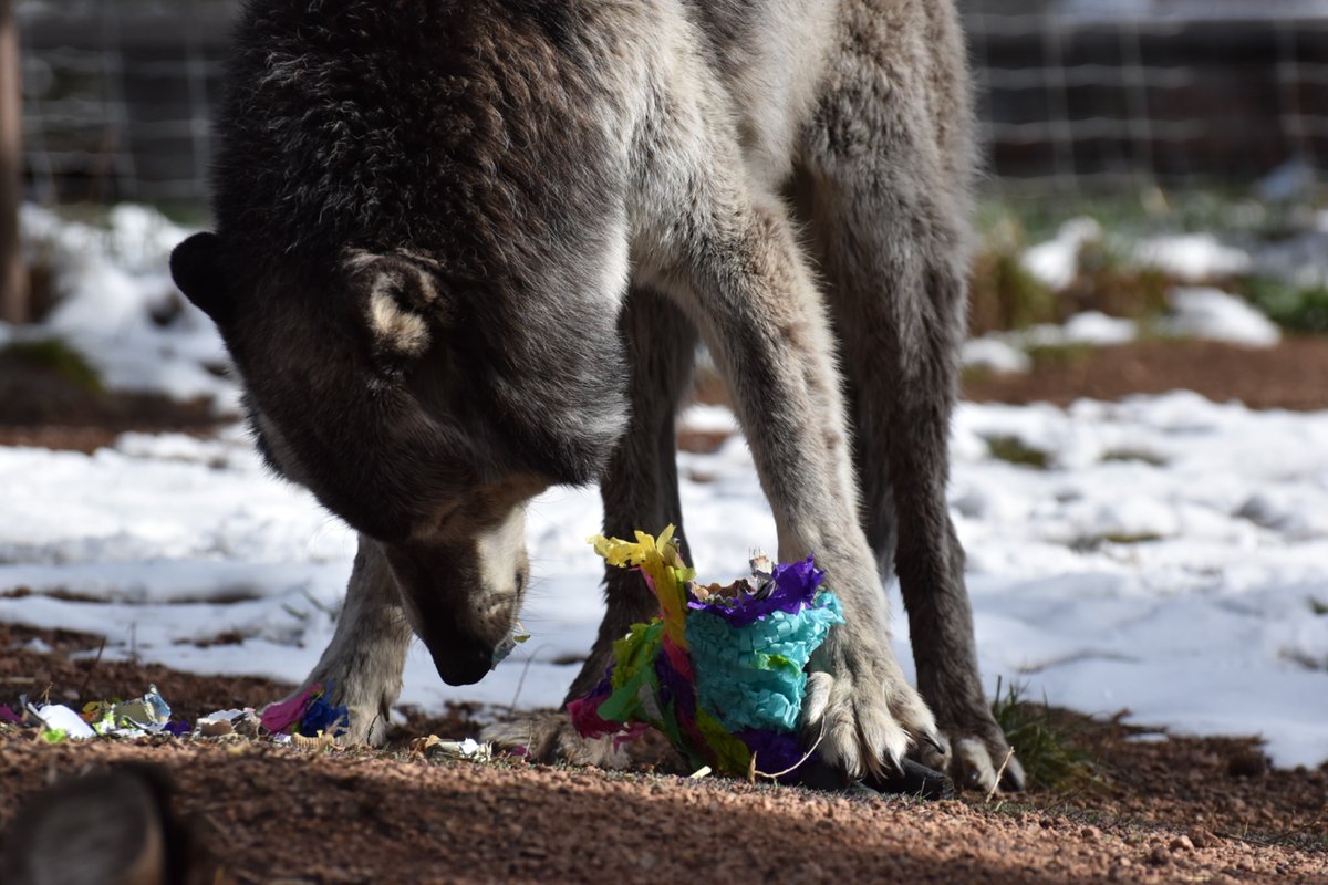 Wolves_at_CWWC's tweet image. Na’vi using his foot to hold down his piñata! Wolves use their feet to hold meat, bones, and toys down while they tear away pieces with their teeth. 

#Wolf #Wolves #CWWC #ColoradoWolfAndWildlifeCenter #Education #Conservation #Preservation #NonProfit #AZA #Wildlife #FYP