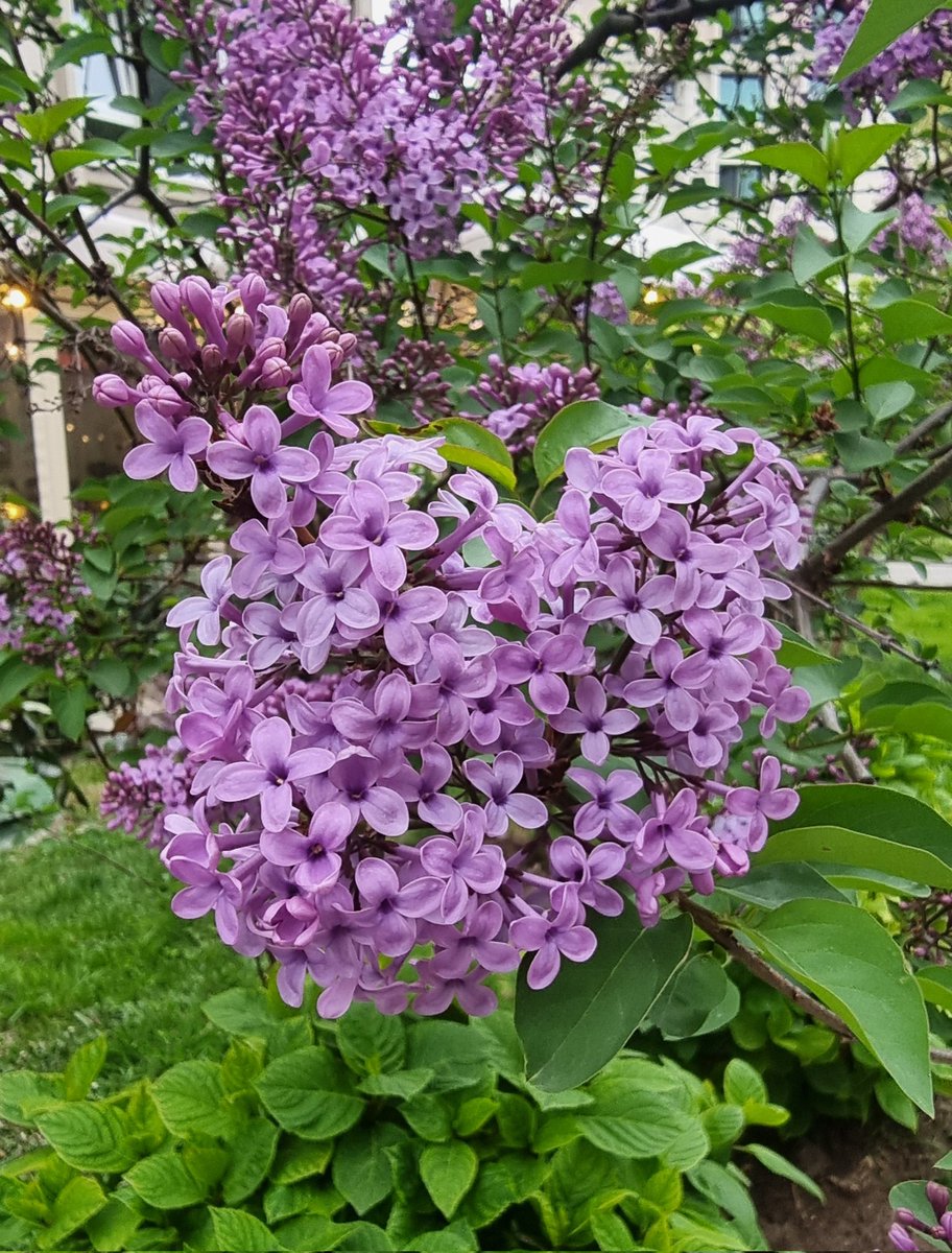 Esans Evim tweet media