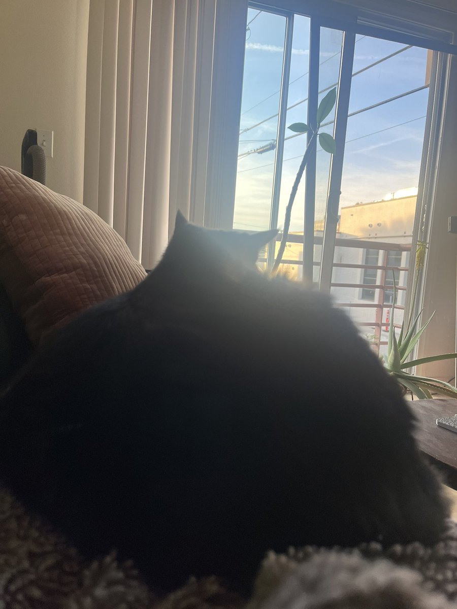 KorkCharlie's tweet photo. Fat cat https://t.co/suL9JXsK6I