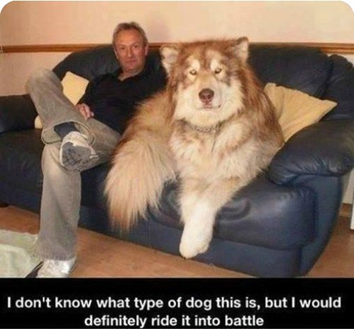 That's awesome~😎😈🐺
#funny #dog #wolf #pet #amazing #interested #battle #awesome