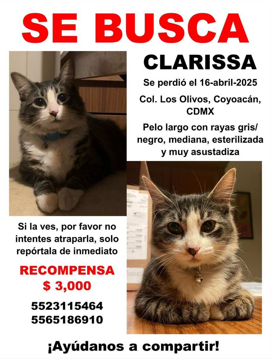 Sandra Segovia. Todos Somos Animales sí también tú (@segoviasan) on Twitter photo #CDMX ayúdanos a encontrar a Clarissa
<a href="/MascotasSismo/">Mascotas Sismo</a> @CaninaAmber <a href="/UbicapetMexico/">UBICAPET MÉXICO</a> <a href="/PerrosPerdidosA/">Mascotas perdidas</a> <a href="/PerrosPerdidosA/">Mascotas perdidas</a> <a href="/PrrosPerdidosMX/">PerrosPerdidosMx</a> <a href="/PerdiMiMascota/">PerdiMiMascota</a> <a href="/PerdiDogsMx/">PerdiDogsMx</a> <a href="/lawera33/">Perros Encontrados sin su dueño</a> <a href="/mascotasdifunde/">Difusión de mascotas</a> #CDMX ayúdanos a encontrar a Clarissa
<a href="/MascotasSismo/">Mascotas Sismo</a> @CaninaAmber <a href="/UbicapetMexico/">UBICAPET MÉXICO</a> <a href="/PerrosPerdidosA/">Mascotas perdidas</a> <a href="/PerrosPerdidosA/">Mascotas perdidas</a> <a href="/PrrosPerdidosMX/">PerrosPerdidosMx</a> <a href="/PerdiMiMascota/">PerdiMiMascota</a> <a href="/PerdiDogsMx/">PerdiDogsMx</a> <a href="/lawera33/">Perros Encontrados sin su dueño</a> <a href="/mascotasdifunde/">Difusión de mascotas</a>
