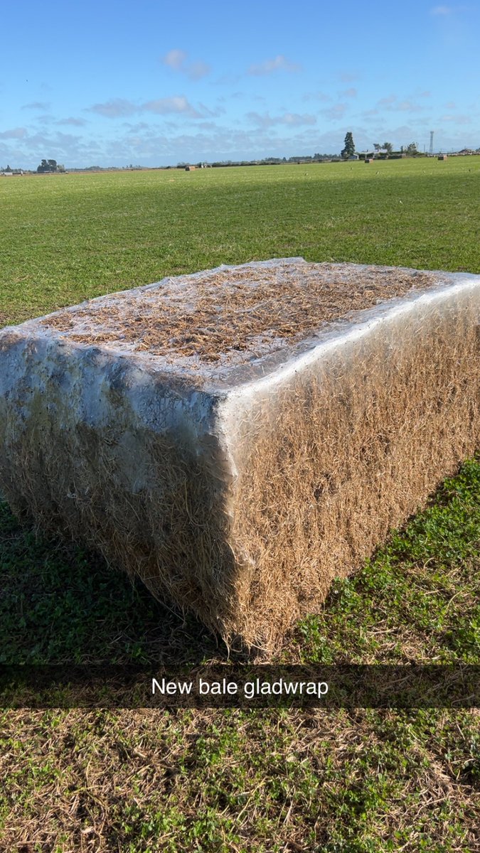 Matt McEvedy 🥝🌾🐑 tweet media