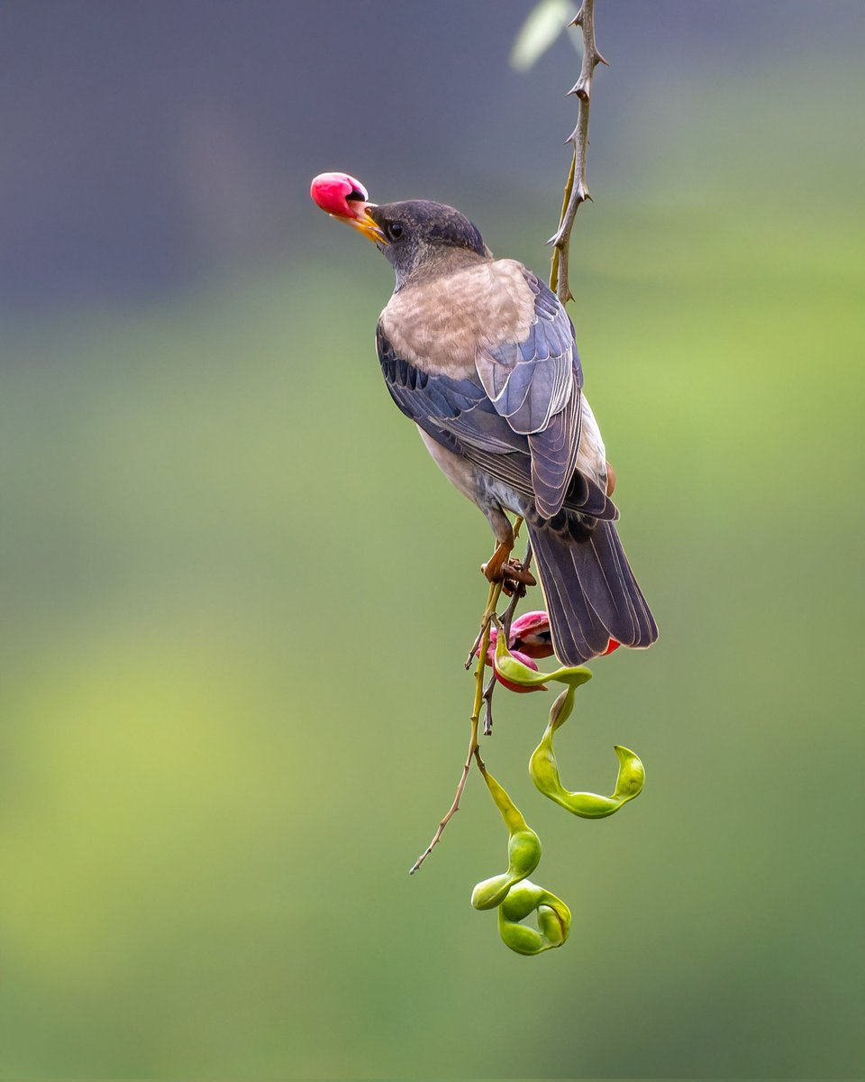 Feathers, fruit, and freedom. Say goodbye to Monday blues. Happy week ahead, folks #indiAves in frame #rosystarling enjoying a #manilatamarind #natgeoindia #natgeowild #birdphotography #birdwatching
