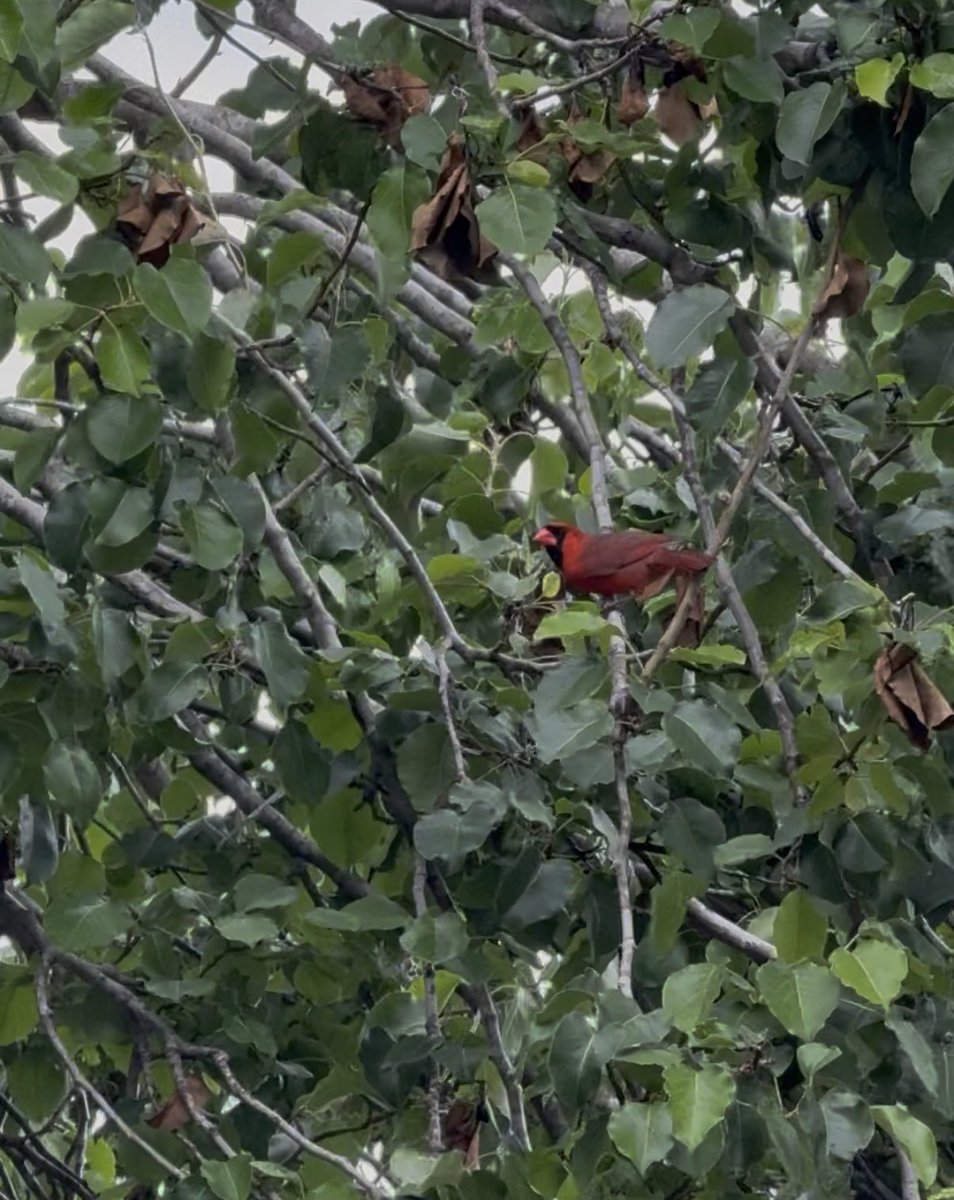 Nataly Scheuermann tweet media