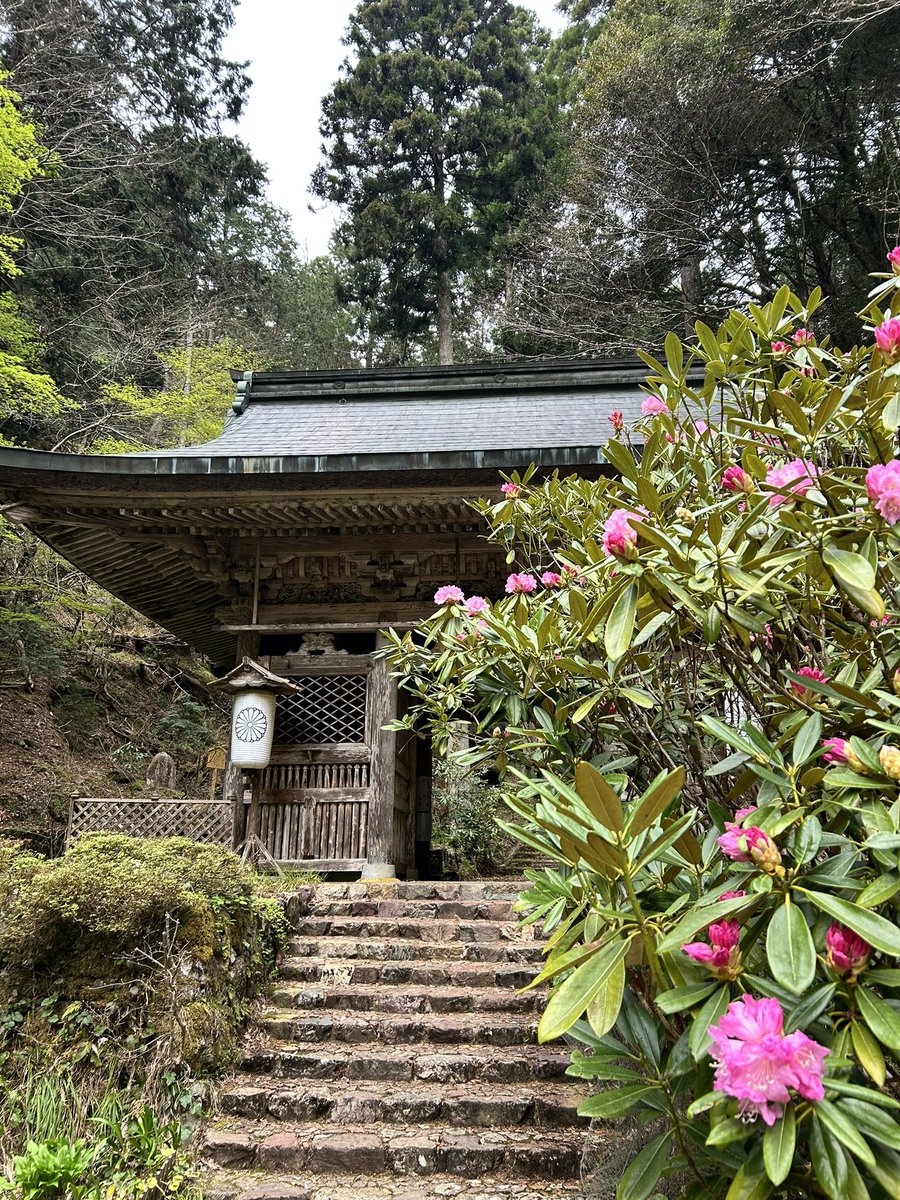 シャクナゲが開花しました。
満開を迎えるのは４月２５日頃と見込まれます。花期は短く４月末日には落花します。写真撮影は山門前まで可能となっております。ご理解とご了承いただきますようお願いいたします。

合掌