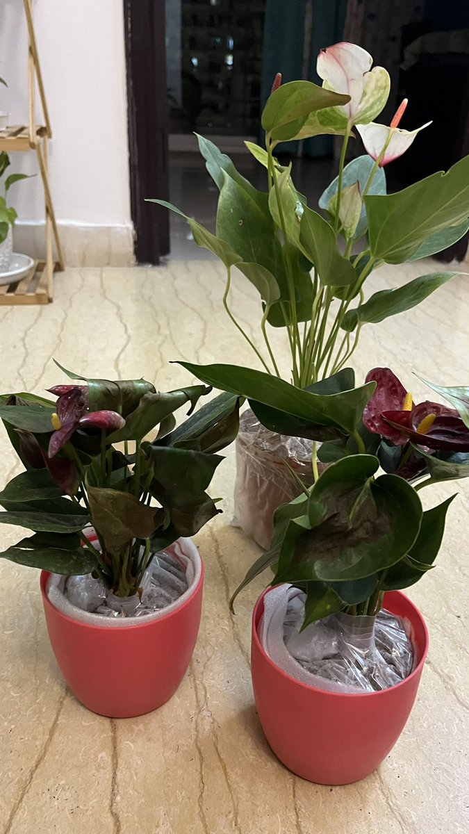 prashantmaurya4's tweet photo. @nurserylive Pathetic service by the team. Ordered 3 hyper priced plants with the hope of getting them healthy. Got severely damaged plants. Customer service not helping. Order ID NLV1411787616

Order at your own risk.
@jagograhakjago https://t.co/WKSElGcJH3