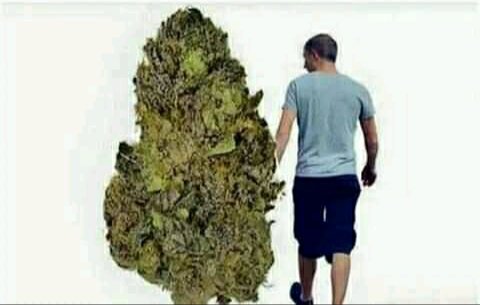 Reeynano's tweet photo. Happy 4.20 https://t.co/D2ePNKYjGN