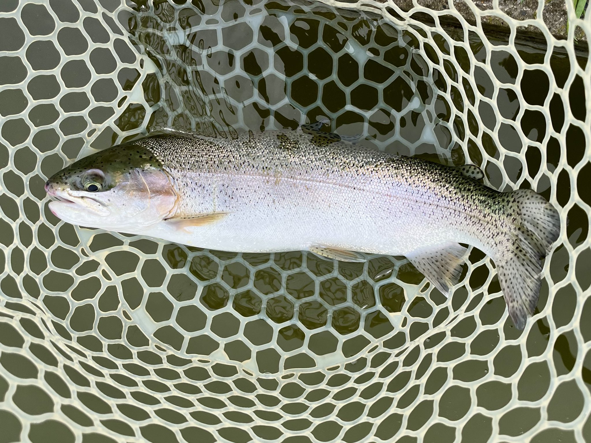 下町のフライマン様 Seabream Fly Fishing on Flat Part.1 | Tokyo Fly Fishing