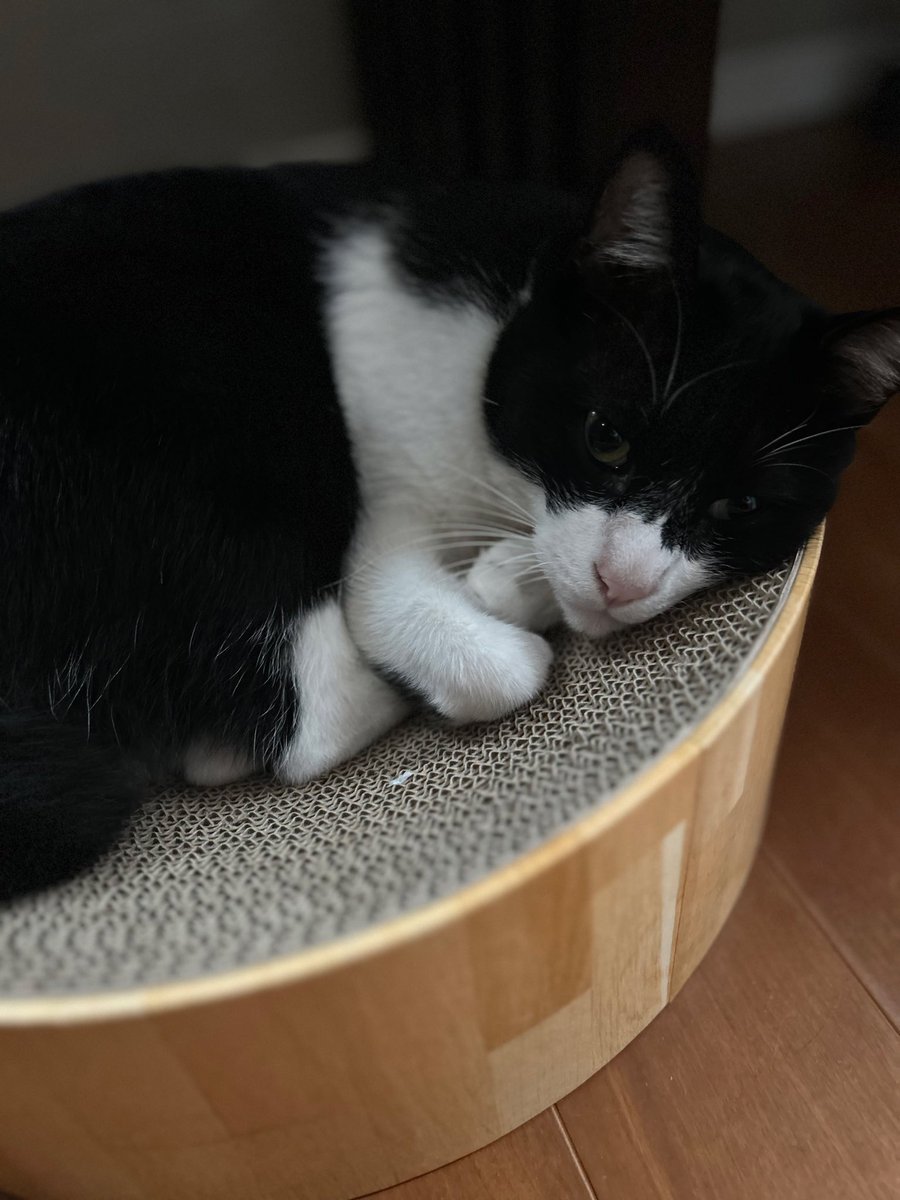 #これを見た人は無言で去年の4月の画像を貼る