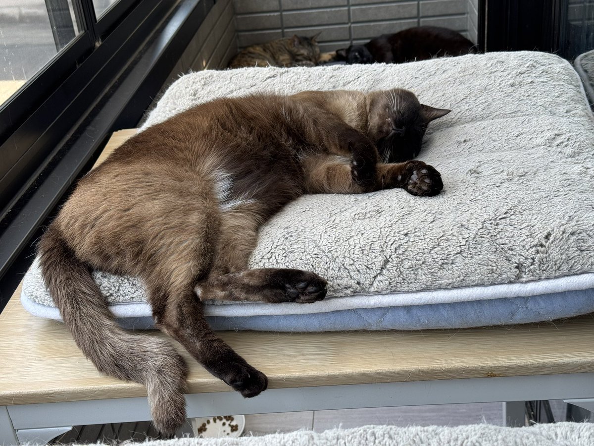 いい天気だにゃぁ🐈‍⬛
もうコタツ片付けてもいいですか？