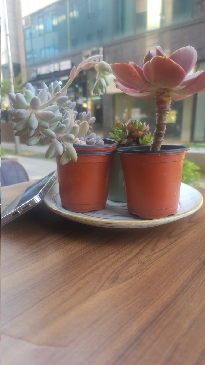 kGi9dkpOvZL0qAY's tweet image. #다육이 
#봄