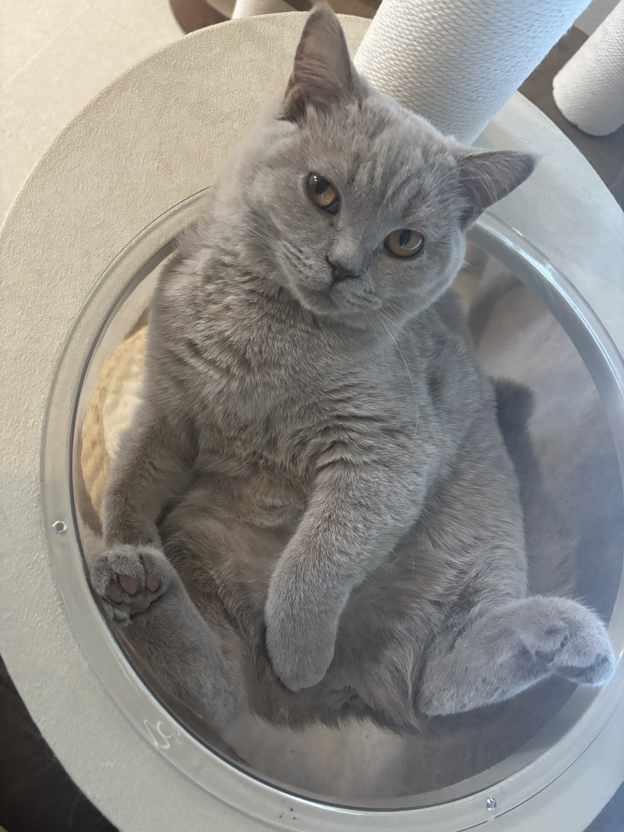 ビックリマンシール風ベネデッタ

#猫好きさんと繋がりたい