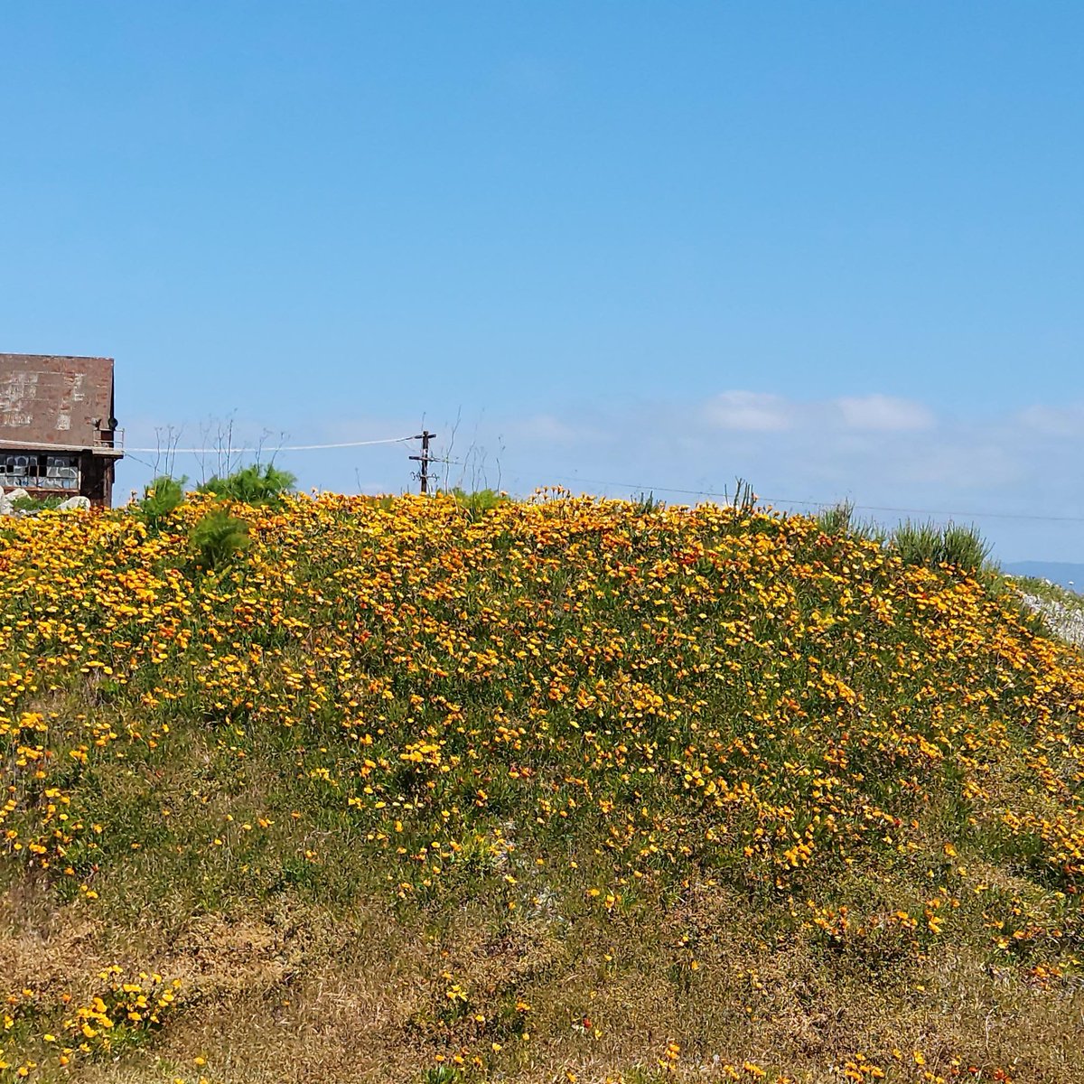 The super bloom's still going at #Pier70SF! Maybe celebrate #EarthDay2025 with a visit through our Bay front. It's this Tuesday, April 22nd.