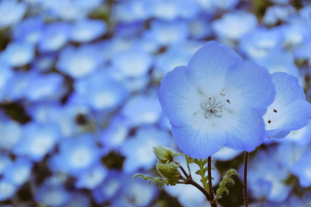 genki2015nikon's tweet photo. 今年はまだ、ひたち海浜公園のネモフィラの撮影は出来て無いので、去年のネモフィラをアップ。
#ネモフィラ
#ひたち海浜公園
#茨城
#ひたちなか市 https://t.co/gKesa5LLyQ