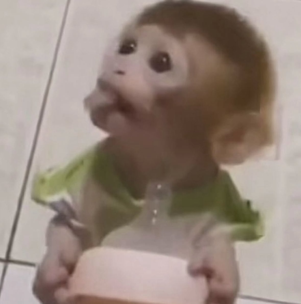 💖 (@twaniimals) on Twitter photo 