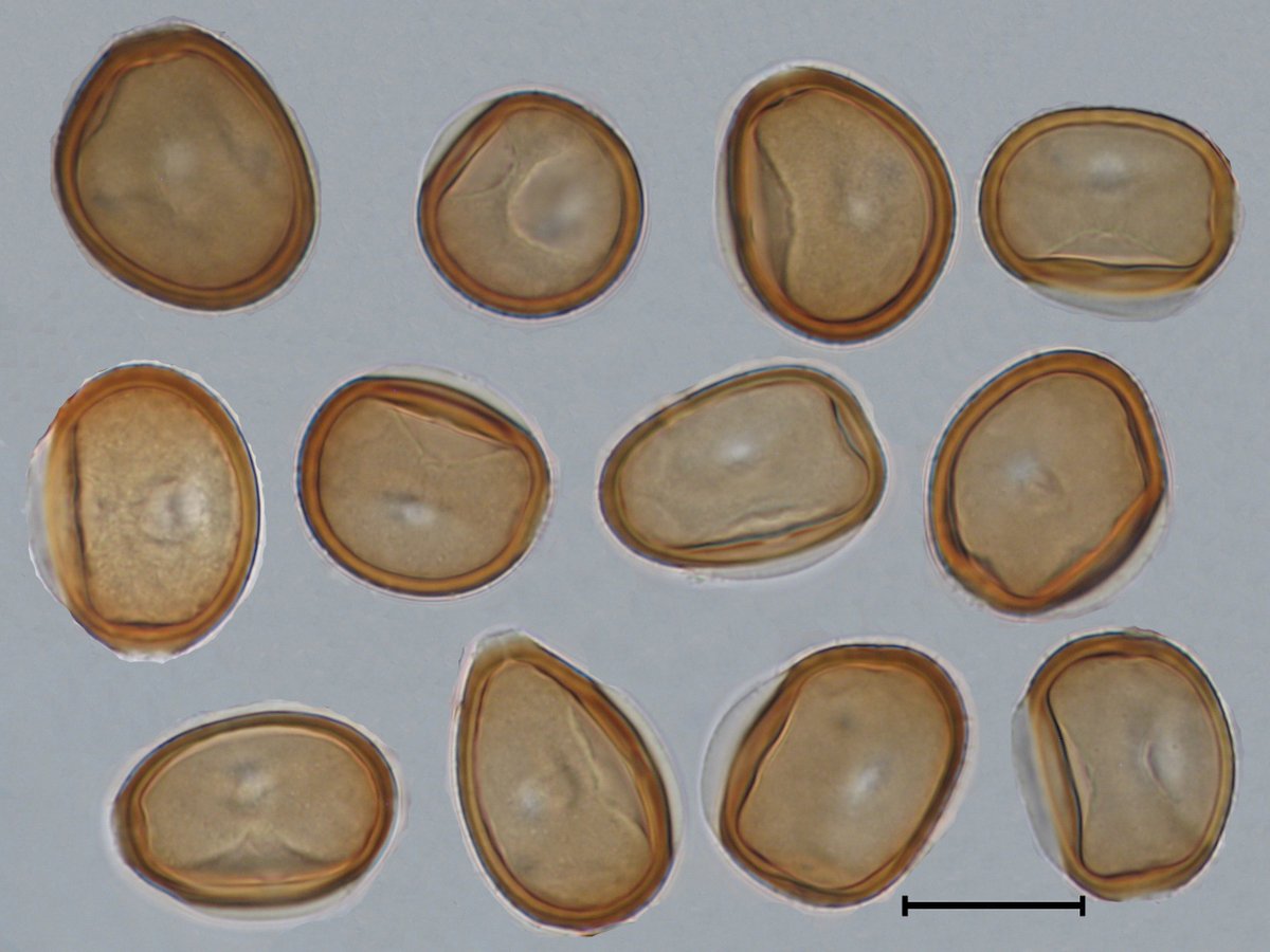 striiformis's tweet photo. #RustOfTheWeek
#Puccinia_achilleae
#Achillea #yarrow
Puccinia achilleae Cooke, on Achillea sp.,
Urediniospores and teliospores, Iran
Yarrow rust https://t.co/yQzVWH34UN