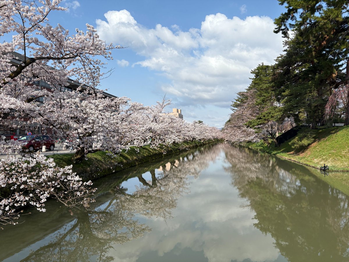 本日4月21日、『#弘前七桜（ヒロサキシチザクラ）』のひとつ『# 八重紅