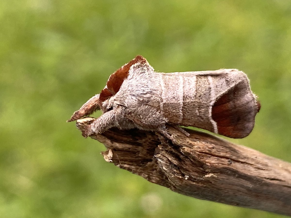 MothTrapper48's tweet image. You can keep your chocolate eggs. Give me a Chocolate-tip every time. #moths
