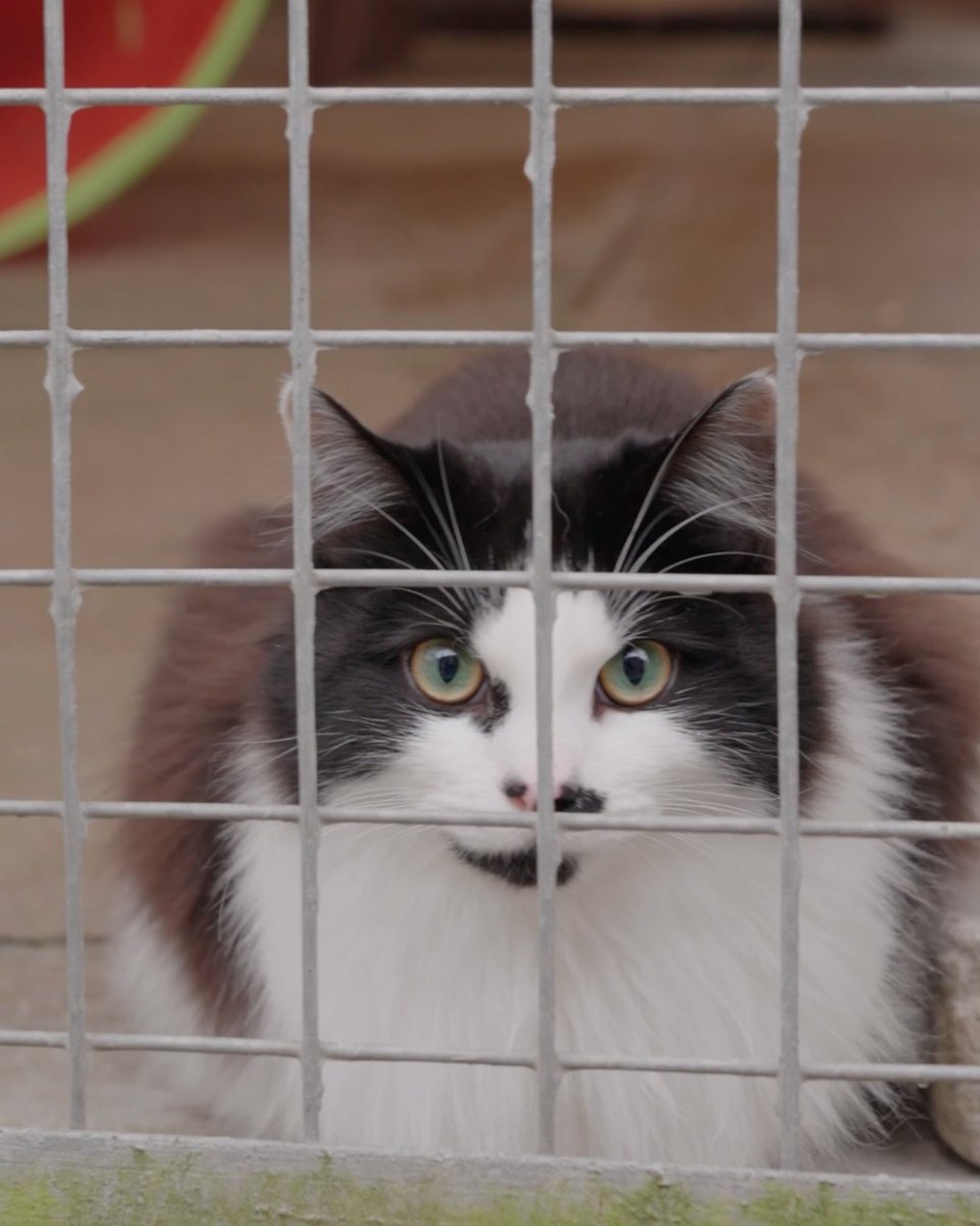 petsfdtnuk's tweet image. It's our last day of our #EasterAppeal in @petsathome pet care centres!

We can't thank Edgar Cooper, our colleagues and customers for all the support 💚

You still have time to donate in-store or online here:
petsfoundation.co.uk/easter-appeal