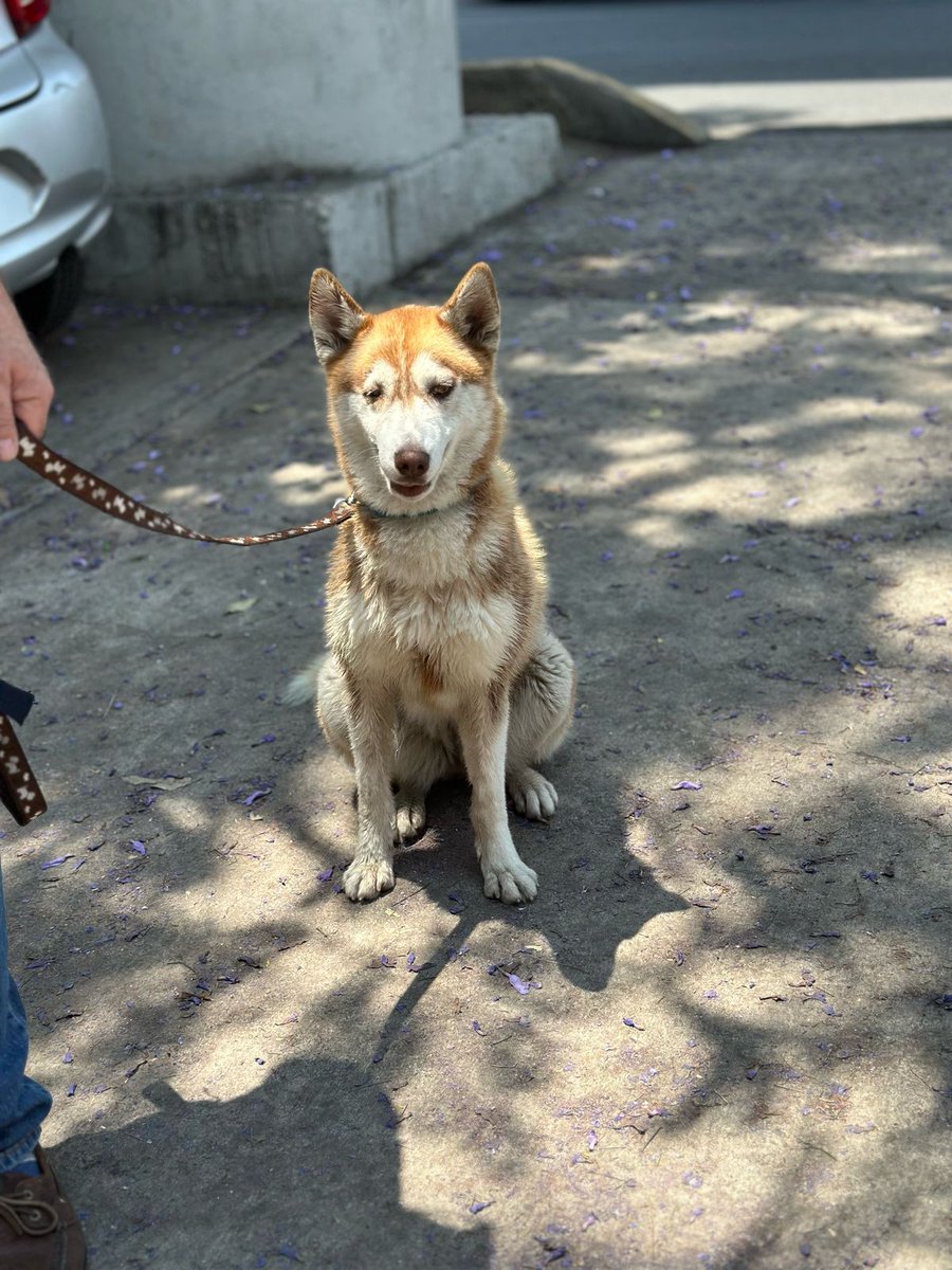 Hola! Hoy encontramos esta husky amarrada a un poste en la Nápoles, ya la llevamos al vet.  y está bien sólo tiene un ojo azul más chiquito que el otro y boquita de  Tiene alrededor de una año. Necesitamos casa u hogar temporal me ayudan a difundirla por favor
WA 5547083265
