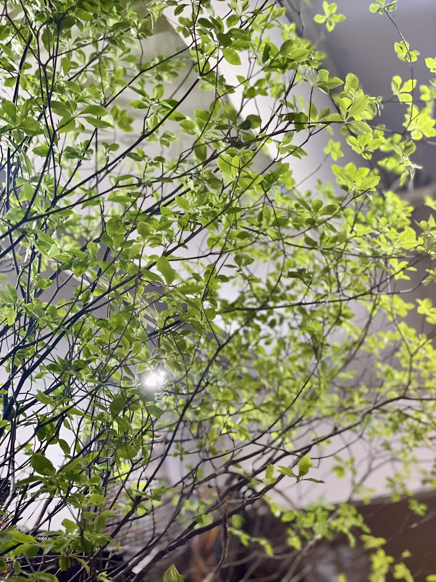 ドウダンツツジのある暮らし