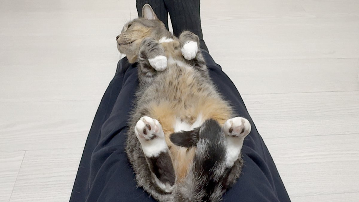 猫のいる生活 (@FestaChai_neko) / Posts / X