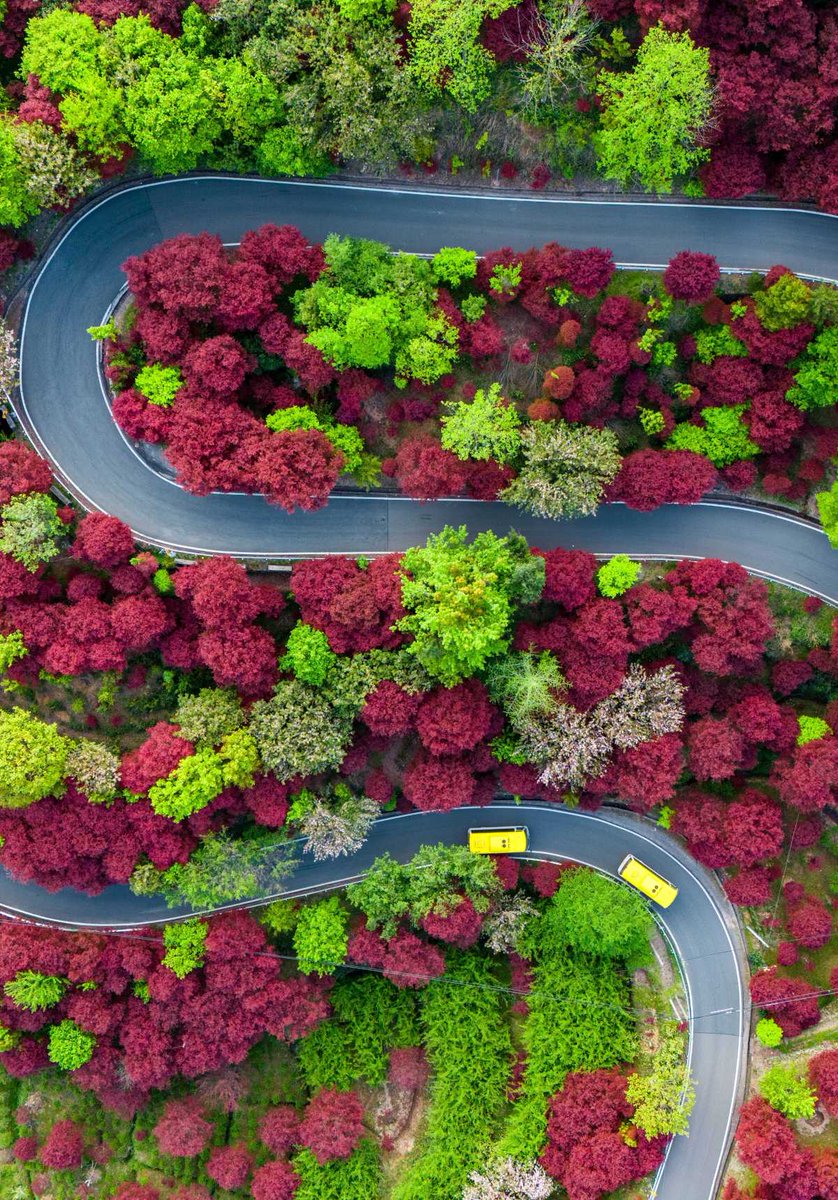 i_yuyao's tweet photo. In the heart of #SimingMountain, a #spring spectacle unfolds! On April 18, the #redmapleforest blooms vibrantly, turning the landscape into a flowing oil painting. The leaves, more vivid than usual due to warmer weather, create a fantastic view, best viewed until early May. https://t.co/tkg9D5AK6i