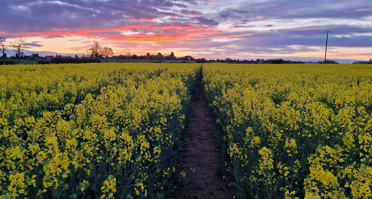 PerrinMi1's tweet photo. A SPLASH OF YELLOW TO CHASE AWAY THE BLUES.🧘‍♀️ 
#Landscapes #NatureTherapy #sunsets #eveningwalks https://t.co/DBSFtYHeC6
