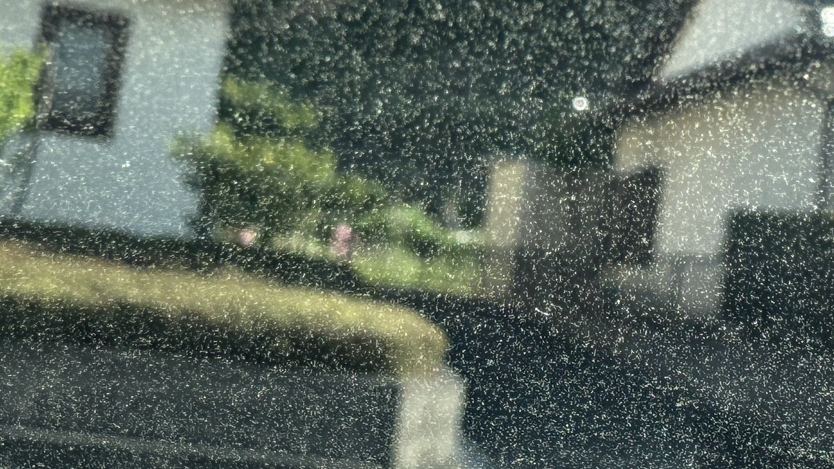 お疲れ様です！
出勤時に、外は風が強いなぁ～なんて思いながら車に乗り込んだらフロントガラスに花粉がびっしり！車も粉まみれで汚いけど洗車したとこで次の日には元通りですし...許すまじ、花粉😡
#企業公式がお疲れ様を言い合う
