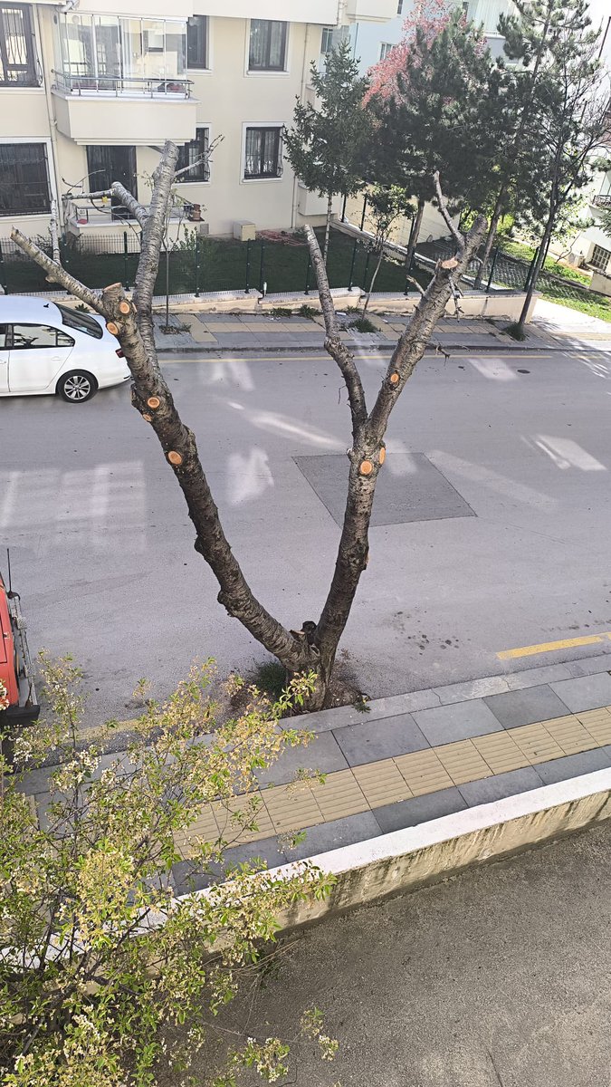 Bitmania (@_bitmania_) on Twitter photo Hilal mahallesi 686 sokak no 8 lazar apartmani önündeki
Bu ağaç devrilme riski yüksek kaldırılması insanların canı ve malı için iyi olacaktır. @ankarabüyükşehirbelediyesi
<a href="/mansuryavas23/">Mansur Yavaş 2025</a> <a href="/cankayailetmer/">Çankaya İletişim Merkezi</a> <a href="/cankayabelediye/">Çankaya Belediyesi</a> Hilal mahallesi 686 sokak no 8 lazar apartmani önündeki
Bu ağaç devrilme riski yüksek kaldırılması insanların canı ve malı için iyi olacaktır. @ankarabüyükşehirbelediyesi
<a href="/mansuryavas23/">Mansur Yavaş 2025</a> <a href="/cankayailetmer/">Çankaya İletişim Merkezi</a> <a href="/cankayabelediye/">Çankaya Belediyesi</a>