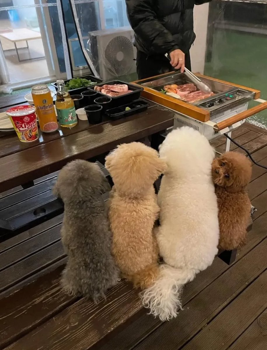 Shi-U 🐶 tweet media