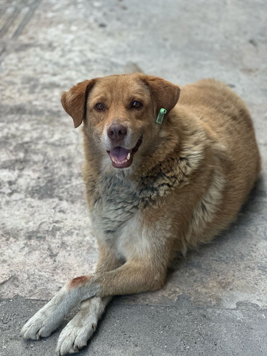 OnNumara (@dokuzolmaz) on Twitter photo Gecenin köründe aldığınız ve barınağa bıraktık dediğiniz bu 2 köpek <a href="/OrduBBld/">Ordu Büyükşehir Belediyesi</a> ve <a href="/UnyeBelediyesi/">Ünye Belediyesi</a> barınaklarında yokmuş. Neredeler? Öldürüyor musunuz? Ormanlara mı atıyorsunuz? <a href="/fatsabeltr/">Fatsa Belediyesi</a>
<a href="/orduvaliligi/">Ordu Valiliği</a> Gecenin köründe aldığınız ve barınağa bıraktık dediğiniz bu 2 köpek <a href="/OrduBBld/">Ordu Büyükşehir Belediyesi</a> ve <a href="/UnyeBelediyesi/">Ünye Belediyesi</a> barınaklarında yokmuş. Neredeler? Öldürüyor musunuz? Ormanlara mı atıyorsunuz? <a href="/fatsabeltr/">Fatsa Belediyesi</a>
<a href="/orduvaliligi/">Ordu Valiliği</a>