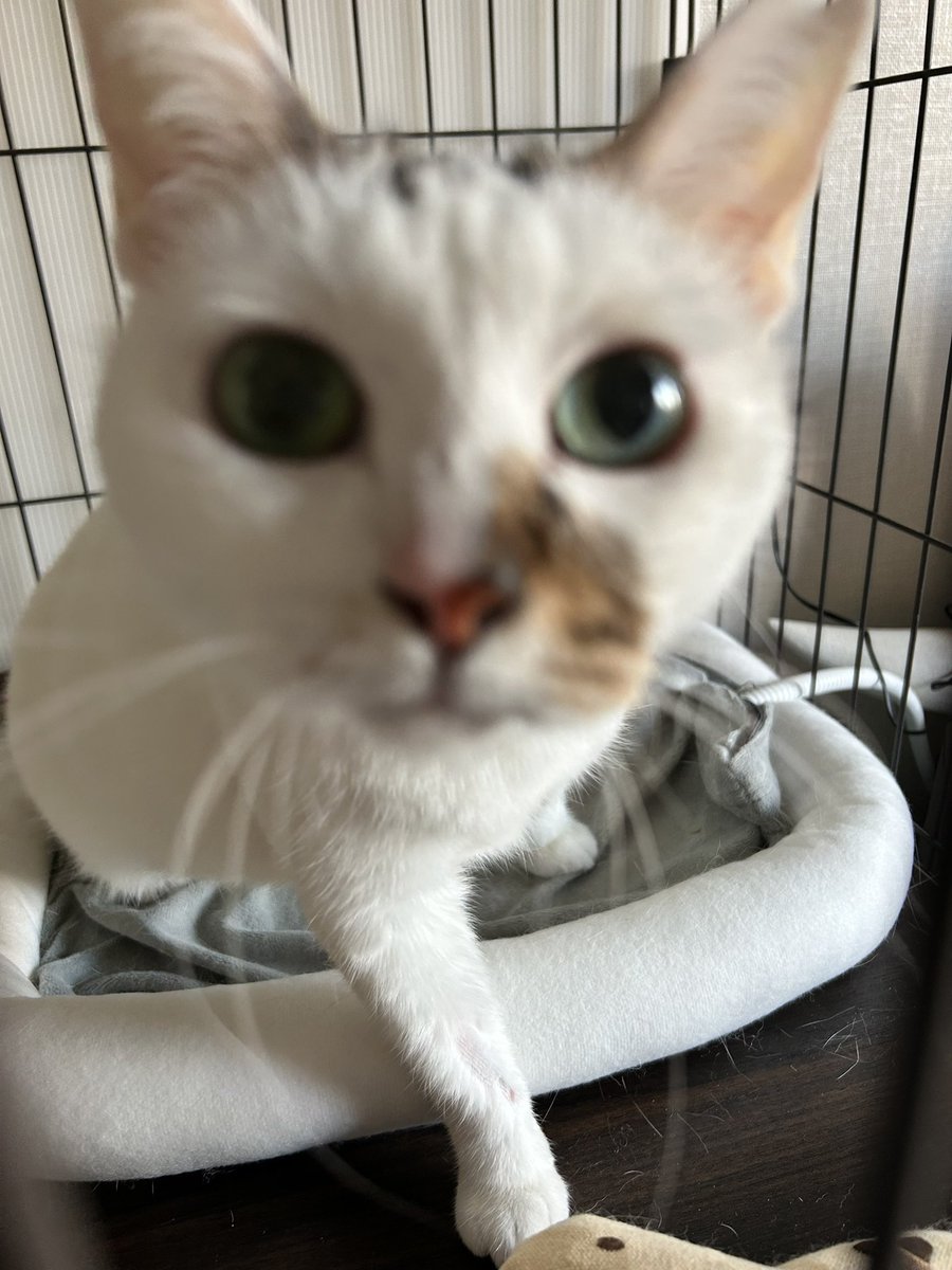 sakeisnotover's tweet photo. 9/2に手術して7ヶ月半。
本日CT検査し、転移も再発もありませんでした。抗がん剤頑張ったね😭
今後は2ヶ月に一回ペースで経過観察。
どうか再発しませんようにと祈る事しかできない。
#扁平上皮癌 https://t.co/APZpMM9KjF