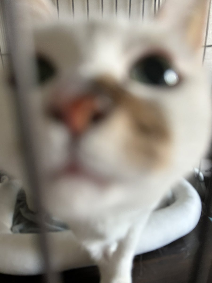 sakeisnotover's tweet photo. 9/2に手術して7ヶ月半。
本日CT検査し、転移も再発もありませんでした。抗がん剤頑張ったね😭
今後は2ヶ月に一回ペースで経過観察。
どうか再発しませんようにと祈る事しかできない。
#扁平上皮癌 https://t.co/APZpMM9KjF
