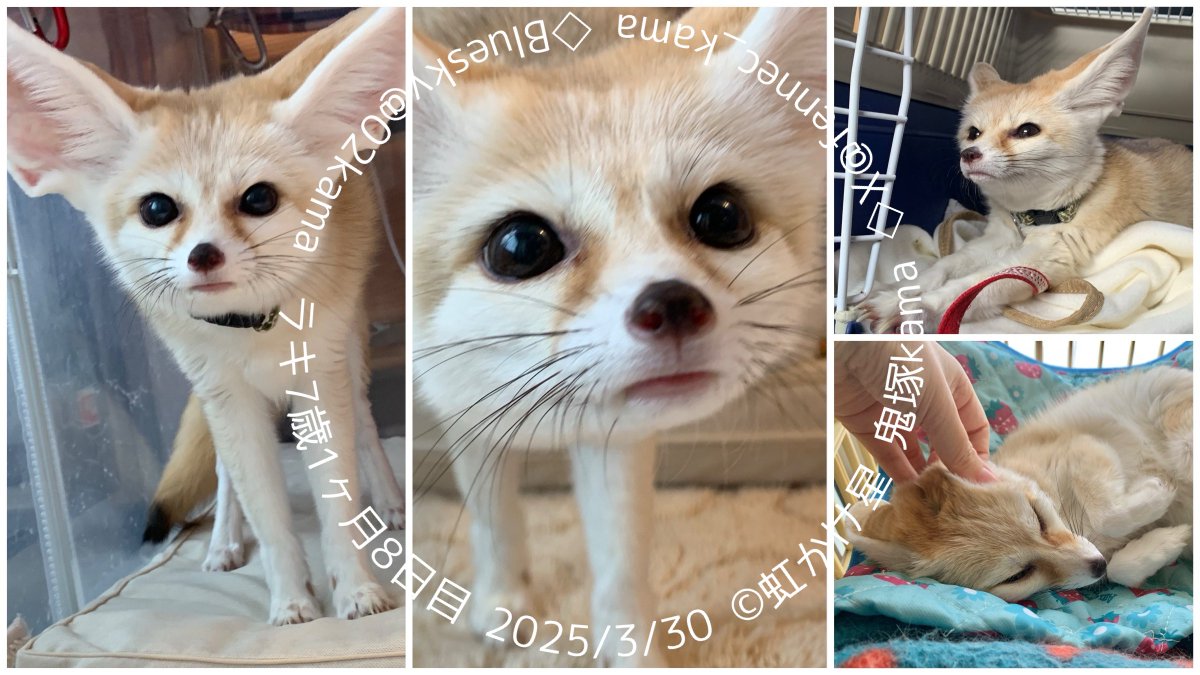 fennec_kama's tweet image. ラキは私手術からの回復中につきまだまだラキ実家へ里帰り中です😌 #フェネックラキ
 #フェネック はイヌ科キツネ族 #Fennec