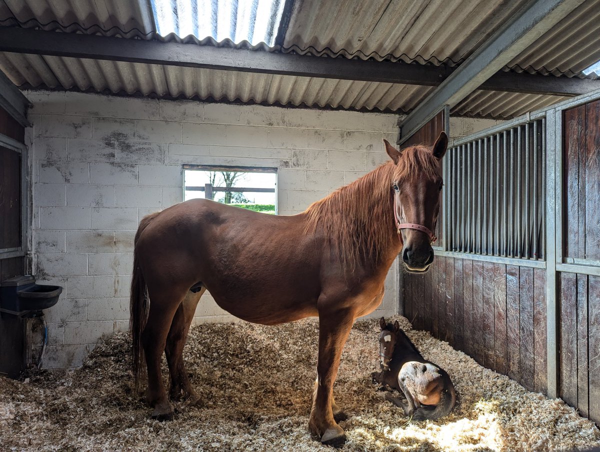 *UPDATE* Although this Suffolk Punch had nothing to do with our yard,we advertised on behalf of the client &amp; vets. I was asked yesterday if we would take her in to foster a foal on. Which we have done successfully. Thank you all for sharing creating this good outcome.