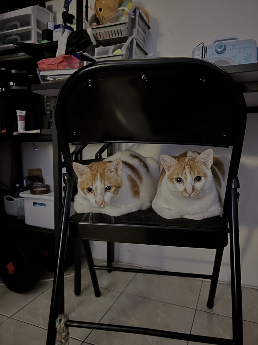 wendanielm's tweet photo. Hi kawan2, 

Is anyone here looking for bulus, because i have 2 cats that i actually reluctant to let go. But i have to find new owners for them. I have taken care of them since they are little. Both of them are siblings 2 years old twins. Male and neutered. Very friendly, manja. https://t.co/CHrstXWbp4