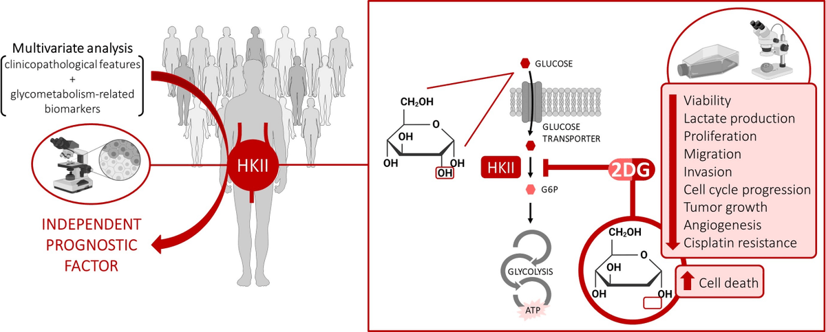 Cancers MDPI (@cancers_mdpi) on Twitter photo 📢 Today, we share the #Article "Glucose Metabolism Reprogramming in #Bladder #Cancer: Hexokinase 2 (HK2) as Prognostic Biomarker and Target for Bladder Cancer Therapy"
👨🔬 by Julieta Afonso, et al. <a href="/UMinho_Oficial/">Universidade Minho</a>
📌 Access the full paper here: mdpi.com/2072-6694/15/3… 📢 Today, we share the #Article "Glucose Metabolism Reprogramming in #Bladder #Cancer: Hexokinase 2 (HK2) as Prognostic Biomarker and Target for Bladder Cancer Therapy"
👨🔬 by Julieta Afonso, et al. <a href="/UMinho_Oficial/">Universidade Minho</a>
📌 Access the full paper here: mdpi.com/2072-6694/15/3…