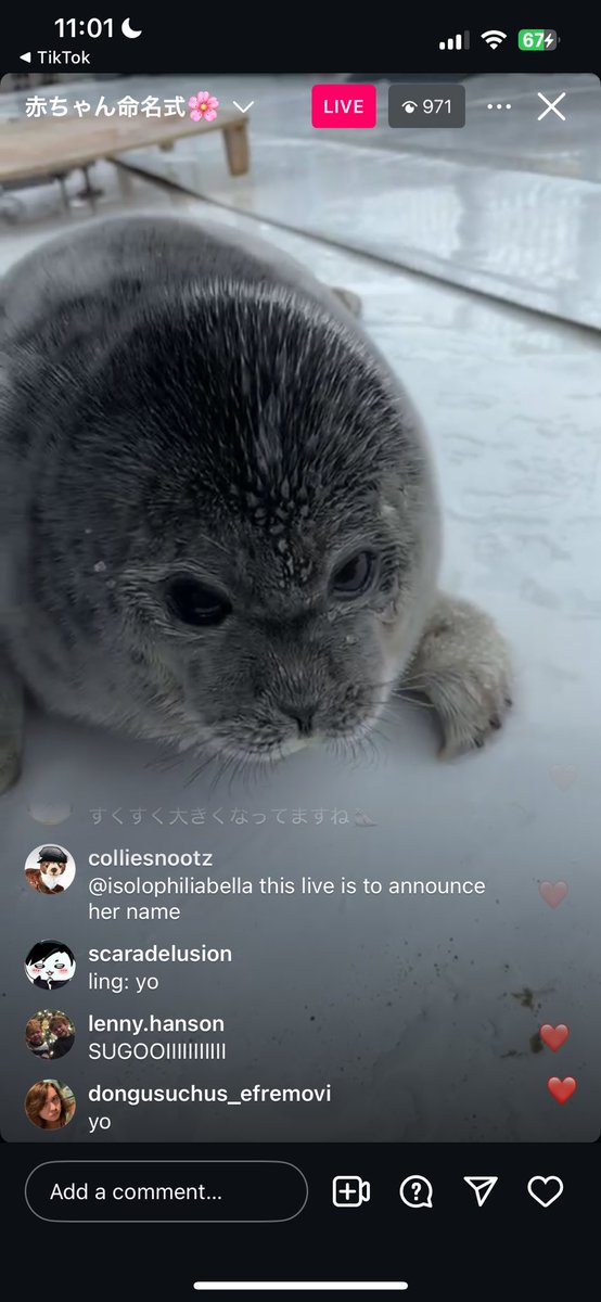 BABY TSUKI EVERYONE!