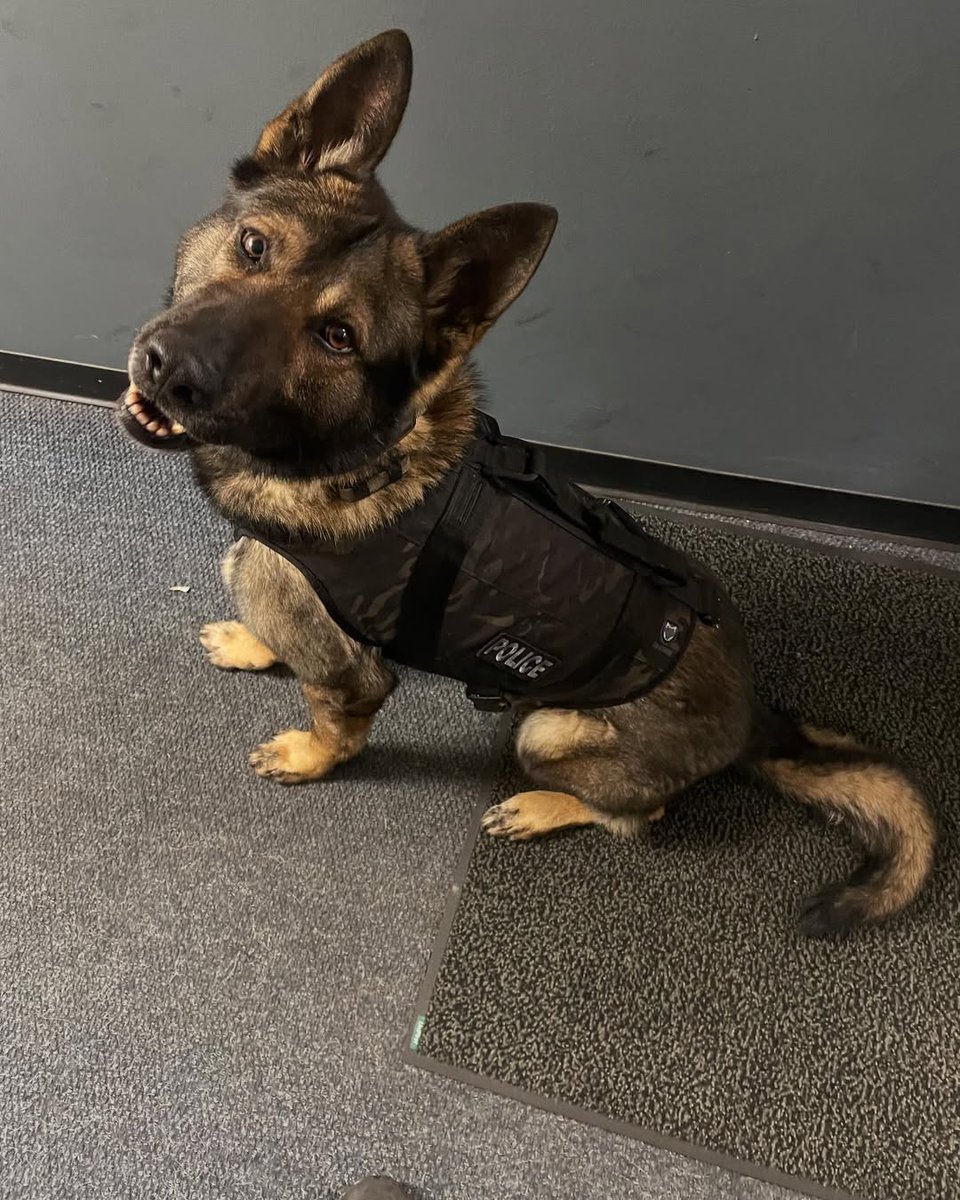 Spikesk9fund's tweet image. Great news, Spike’s Pack! Another hardworking K9 has received the life-saving protection they deserve! 🐺

K9 Bear from the East Greenbush PD in NY is looking sharp in his custom-fit K9 Storm #BallisticVest &amp;amp; it’s all thanks to the generosity of our donors.

K9 Bear is a