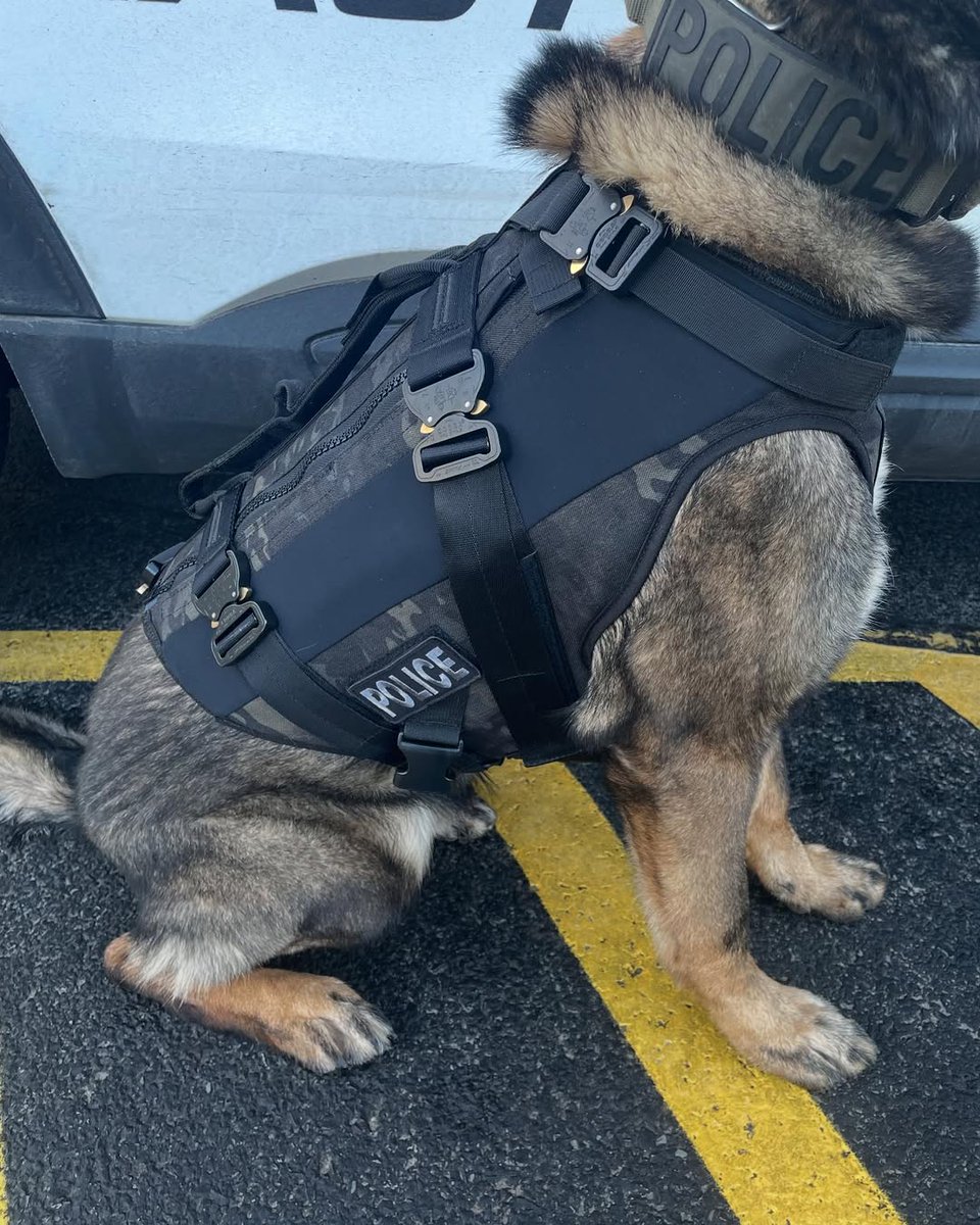 Spikesk9fund's tweet image. Great news, Spike’s Pack! Another hardworking K9 has received the life-saving protection they deserve! 🐺

K9 Bear from the East Greenbush PD in NY is looking sharp in his custom-fit K9 Storm #BallisticVest &amp;amp; it’s all thanks to the generosity of our donors.

K9 Bear is a