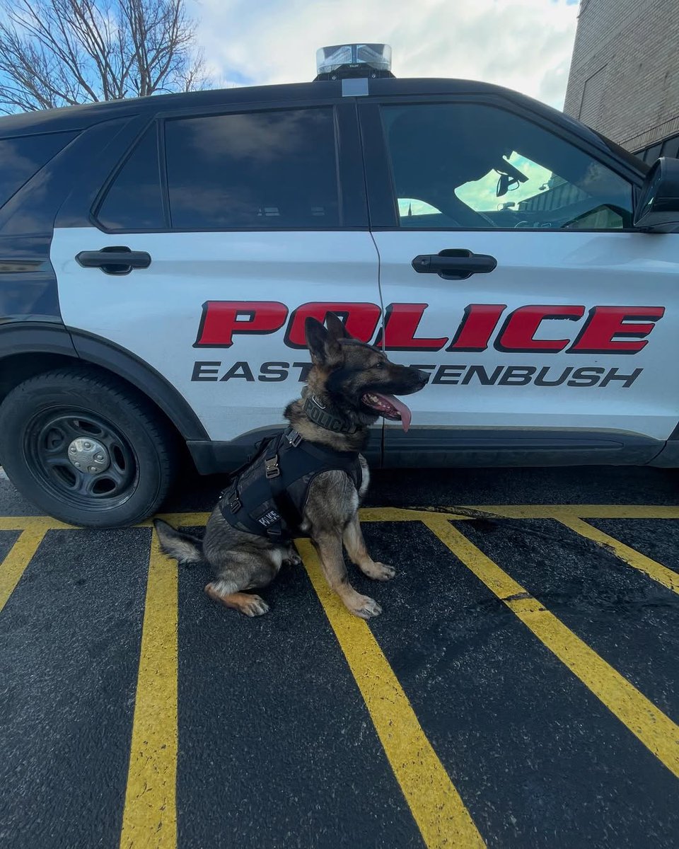 Spikesk9fund's tweet image. Great news, Spike’s Pack! Another hardworking K9 has received the life-saving protection they deserve! 🐺

K9 Bear from the East Greenbush PD in NY is looking sharp in his custom-fit K9 Storm #BallisticVest &amp;amp; it’s all thanks to the generosity of our donors.

K9 Bear is a