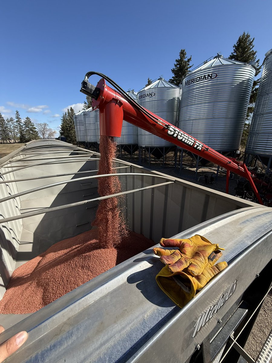 What a beautiful day to treat some seed.  We snuck this job in-between brunch and Easter Sunday supper today.  

AAC Wheatland VB CWRS
AAC Hodge VB CWRS 
AAC Westking CWRS 
CDC Tollefson Peas

Are on the menu this spring.

Happy Easter Everyone 🐣