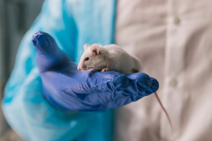 Image in tweet by The Vigilant Fox 🦊