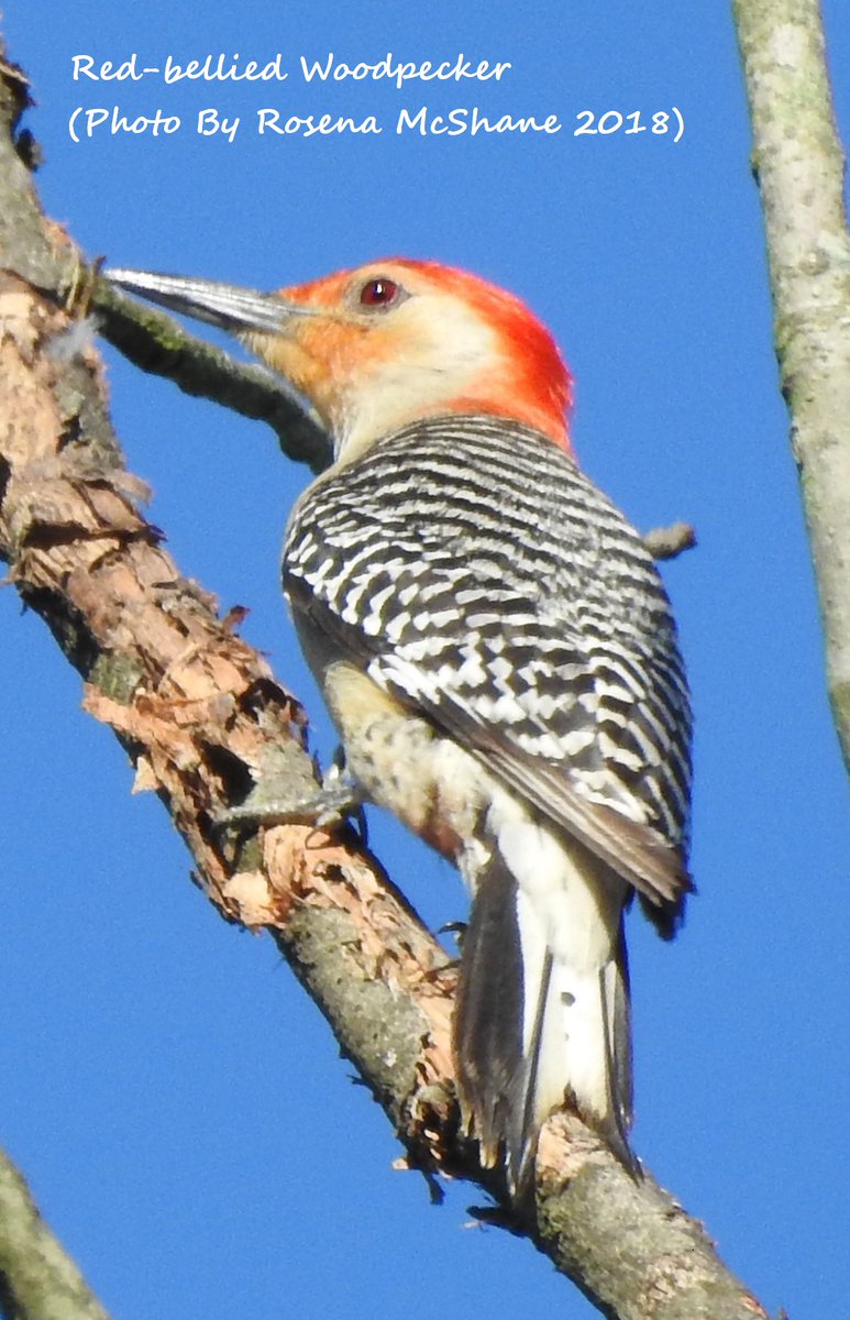 Rosena (@rosena72923102) on Twitter photo South Dublin Branch of BWI @ 8PM Tues 6th May in the Graduate Rochestown Ave. - Talk by John Coveney on "Birds and Wildlife in the USA, Spring 2024" at 8PM. All welcome. Please share. <a href="/BirdWatchIE/">BirdWatch Ireland</a> <a href="/BirdwatchDublin/">southdublinbirds</a> <a href="/dublinbirding/">Tolka Branch Birdwatch Ireland</a> <a href="/BWIFingal/">BWI Fingal</a> Photo below one of mine from 2018. South Dublin Branch of BWI @ 8PM Tues 6th May in the Graduate Rochestown Ave. - Talk by John Coveney on "Birds and Wildlife in the USA, Spring 2024" at 8PM. All welcome. Please share. <a href="/BirdWatchIE/">BirdWatch Ireland</a> <a href="/BirdwatchDublin/">southdublinbirds</a> <a href="/dublinbirding/">Tolka Branch Birdwatch Ireland</a> <a href="/BWIFingal/">BWI Fingal</a> Photo below one of mine from 2018.